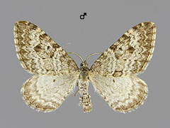 X. annotinata