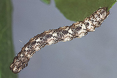 X. annotinata