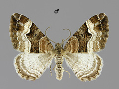 X. biriviata
