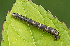 X. biriviata