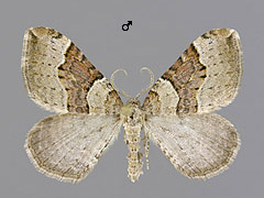X. decoloraria