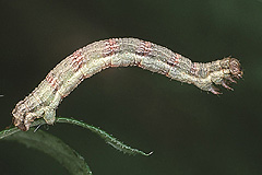 X. decoloraria