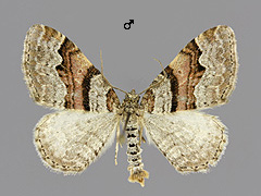X. designata