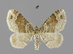 X. ferrugata