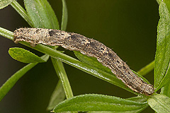 X. ferrugata