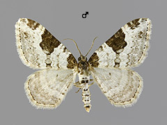 X. fluctuata