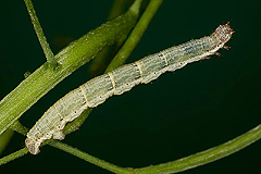 X. fluctuata