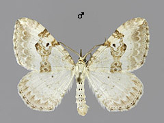 X. montanata