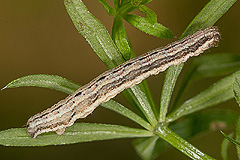 X. montanata