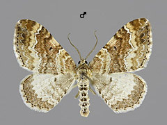 X. spadicearia