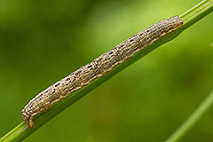 X. spadicearia