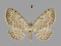 A. sparsatus