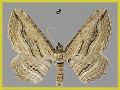 H. corticata