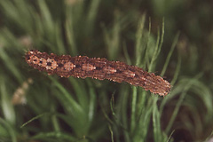 M. taeniata