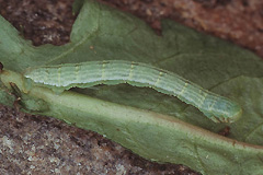 M. parallelolineata