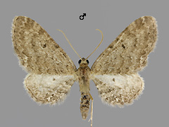 E. denotata