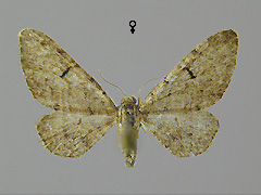 E. distinctaria