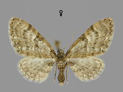 E. dodoneata
