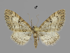 E. dodoneata