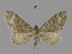 E. gelidata