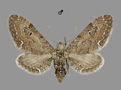 E. innotata
