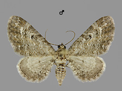 E. millefoliata