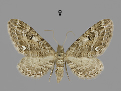E. nanata