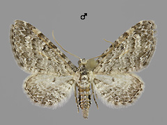 E. orphnata