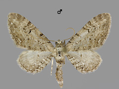 E. pimpinellata