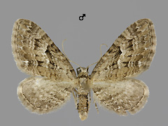 E. pusillata