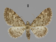 E. subfuscata