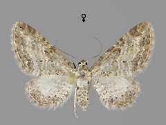 E. subumbrata