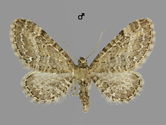 E. vulgata