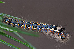 C. lobulina