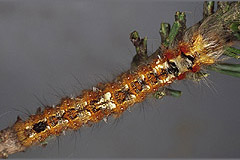 D. pini