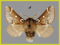E. arbusculae