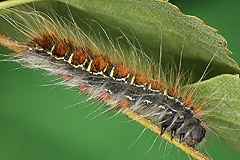 E. lanestris