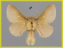 E. rimicola