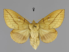 E. potatoria