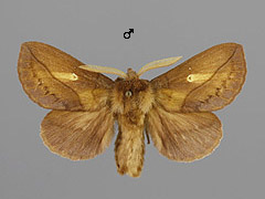 E. potatoria