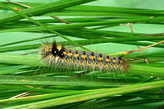 E. potatoria