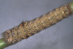 G. populifolia