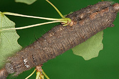 G. quercifolia