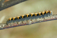 L. quercus