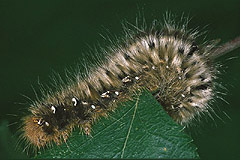 L. quercus