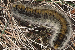 L. trifolii