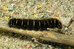 M. rubi