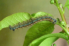 M. neustria