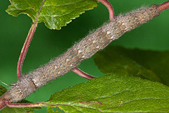 O. pruni