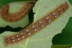 P. ilicifolium